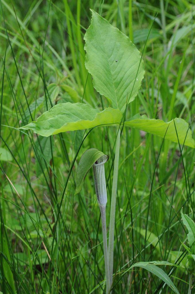 Lime-green stalk with palmate green leave and hooded striped green-purple spathe.