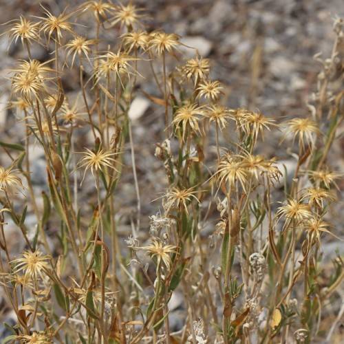 pale-yellow flowers with green-brown leaves on green-beige stems