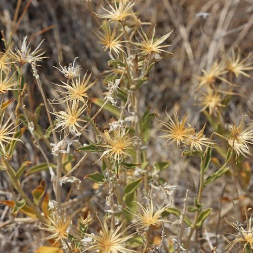 light-orange flowers with green leaves on green-beige stems