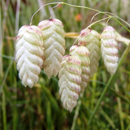 white-pink flowers on beige stems and green leaves