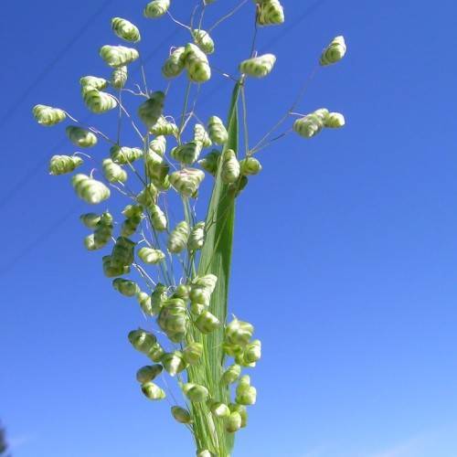light-green flowers with green leaves and stems