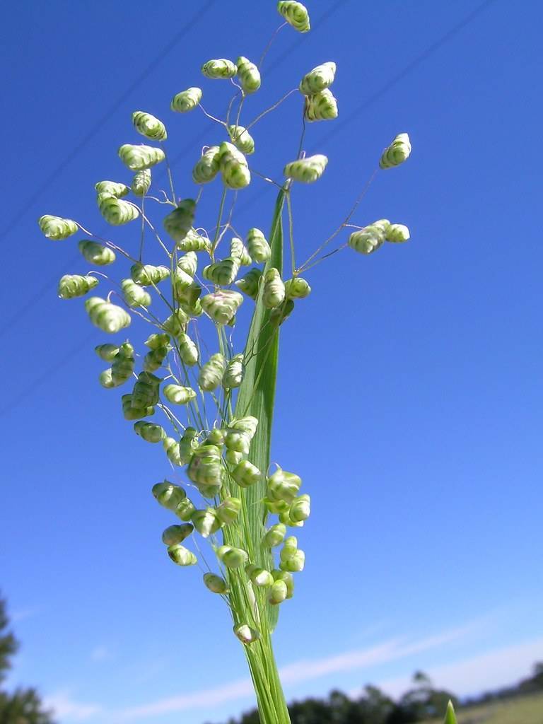 light-green flowers with green leaves and stems