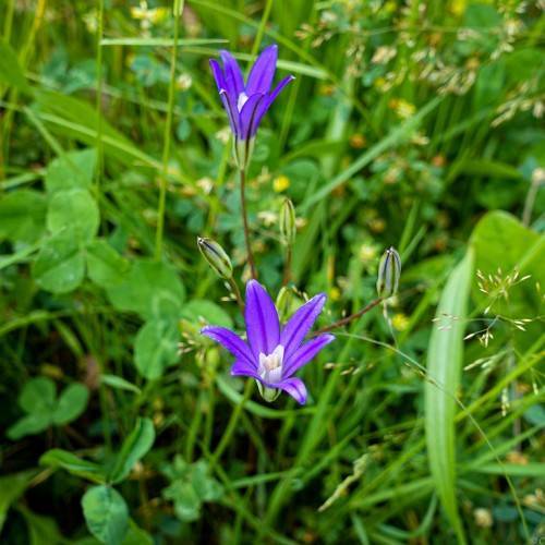 blue-purple flowers with white center, green-blue buds, green leaves and brown-green stems