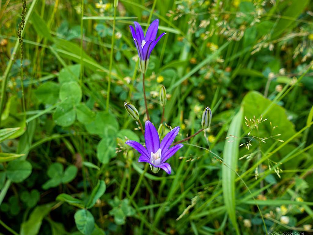 blue-purple flowers with white center, green-blue buds, green leaves and brown-green stems