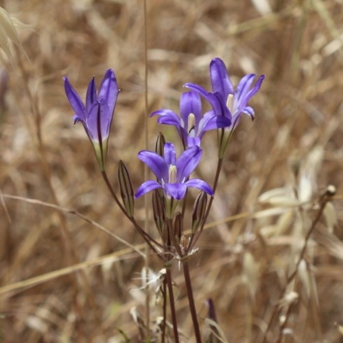 Purple flower with cream style, burgundy pedicel, buds and stem.