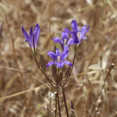 blue flowers with cream stamens, burgundy buds and stems