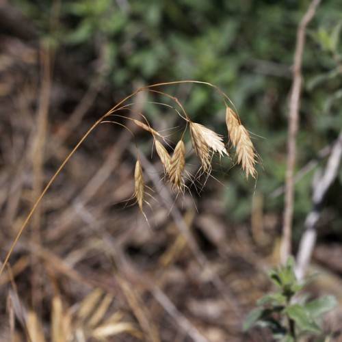 gold-brown foliage on brown stems