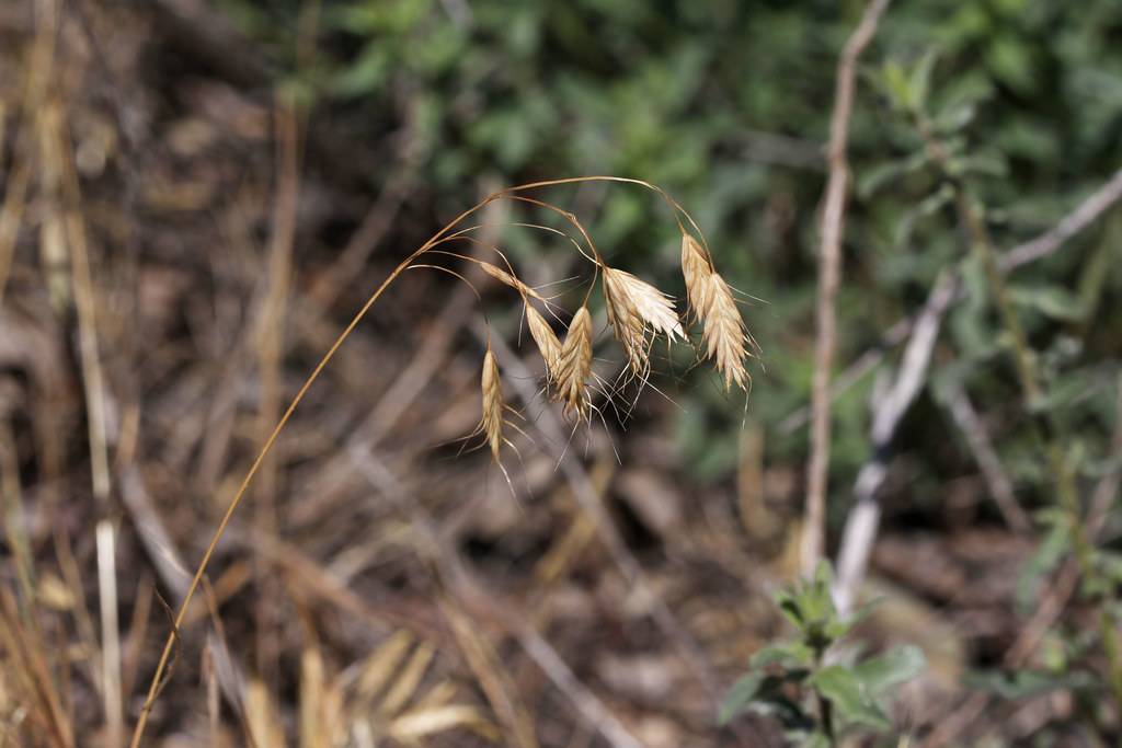 gold-brown foliage on brown stems