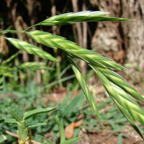 green-yellow spikelets with green stems