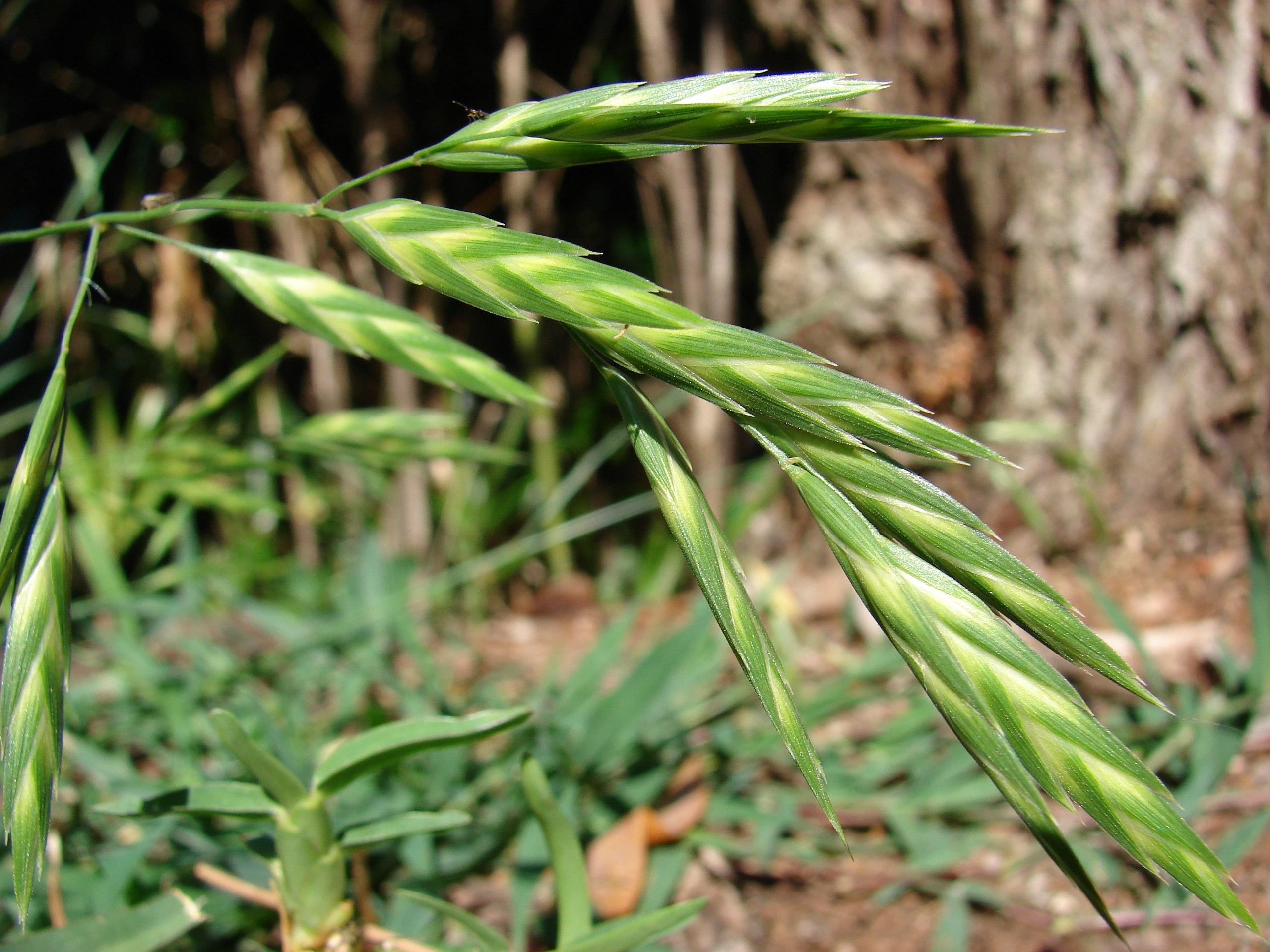 green-yellow spikelets with green stems