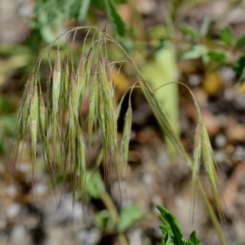 green-brown foliage with green stems