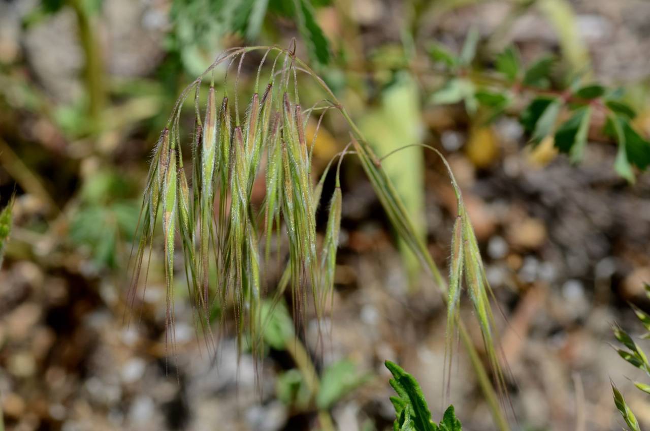 green-brown foliage with green stems