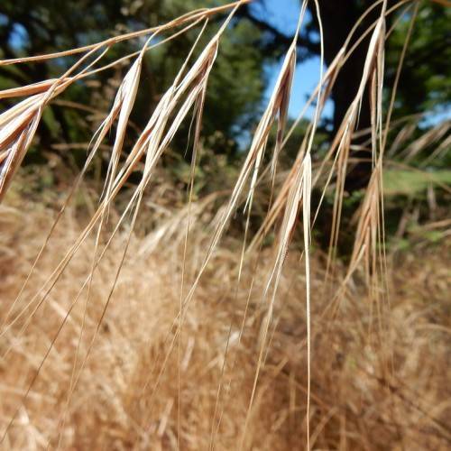 white-brown foliage