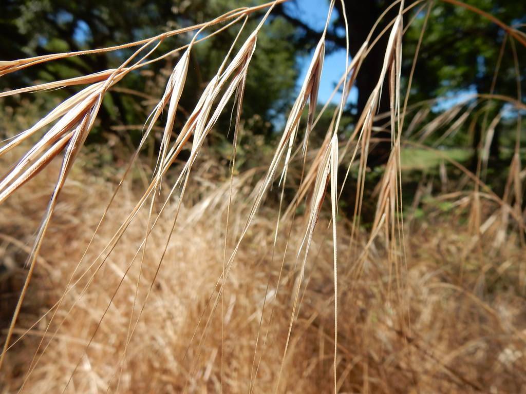 white-brown foliage