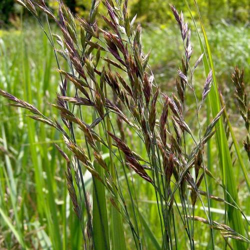 burgundy-green spikelets with green foliage and stems