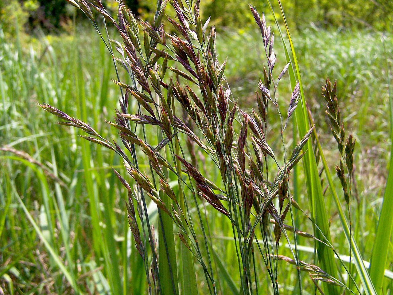 burgundy-green spikelets with green foliage and stems