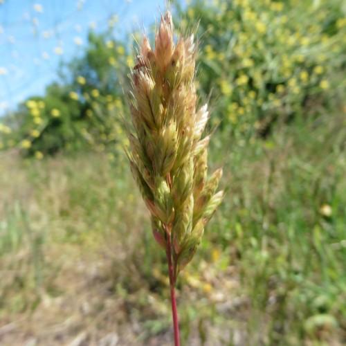 lime-pink spikelets on dark-pink stem