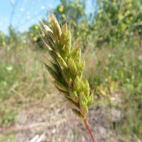 lime-pink spikelets on pink stem