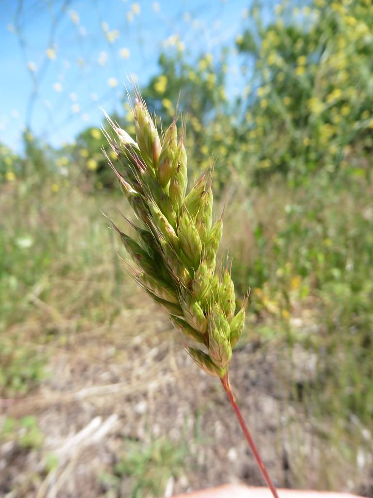 lime-pink spikelets on pink stem