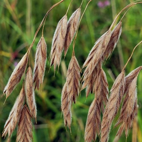 brown-beige spikelets with light-brown stems