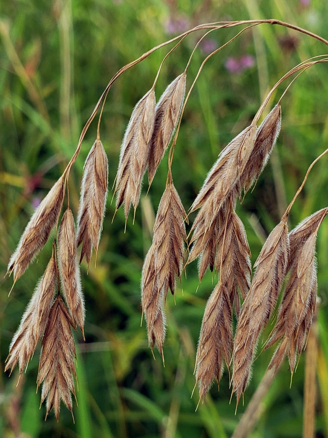 brown-beige spikelets with light-brown stems