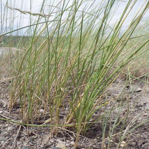 green-brown foliage and stems