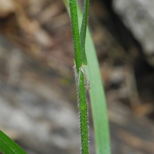 green foliage and stem