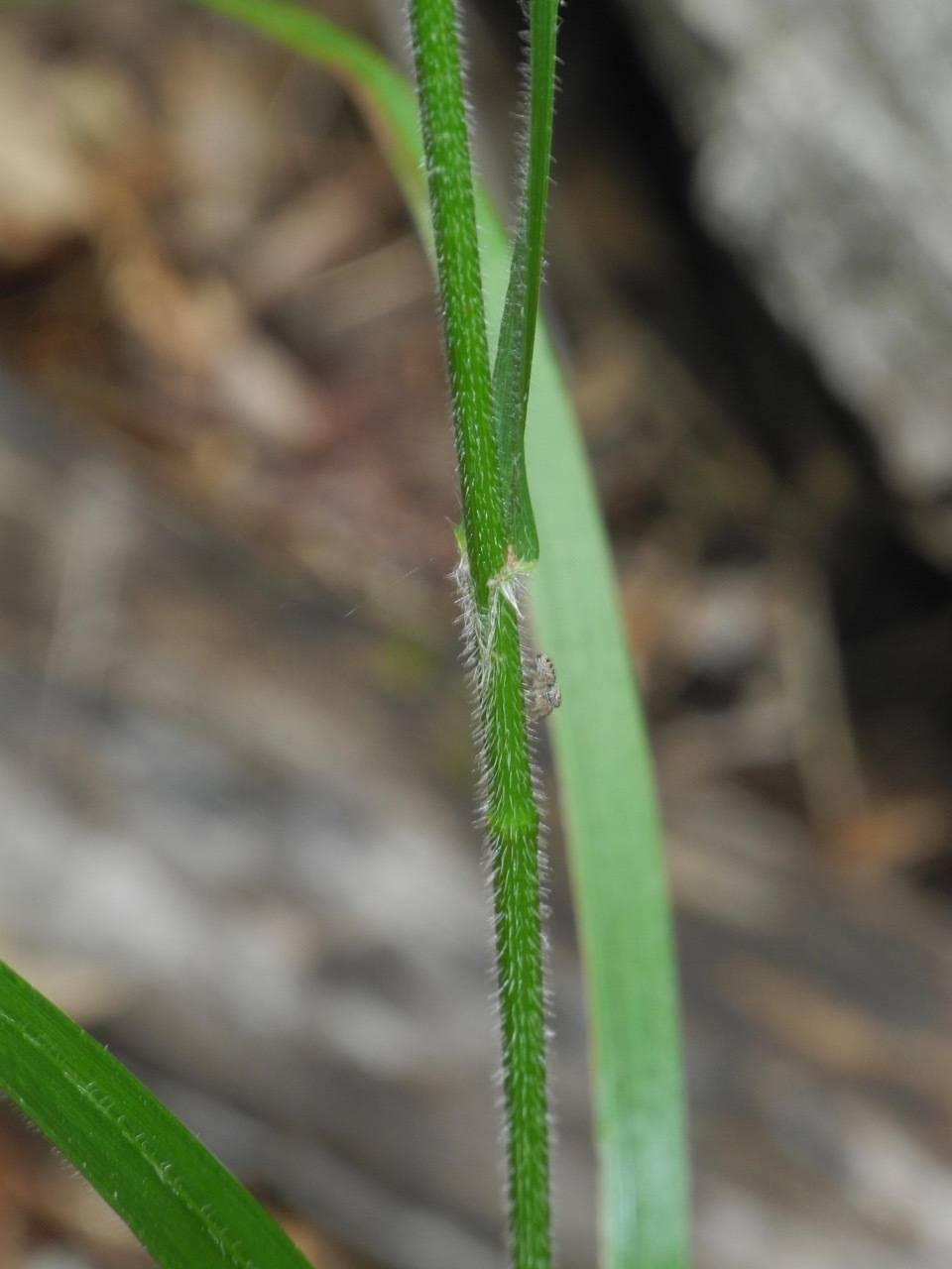 green foliage and stem