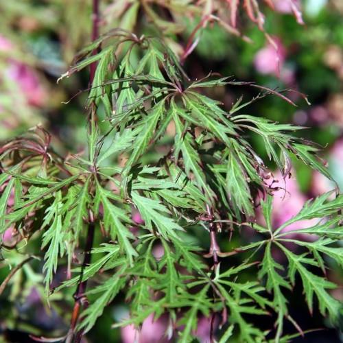 burgundy-green leaves with brown stems