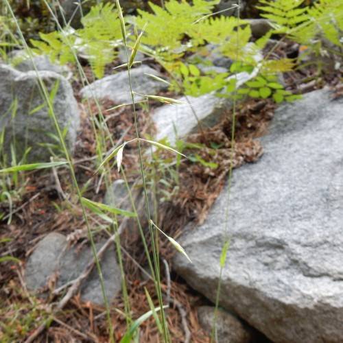 lime leaves on green stems