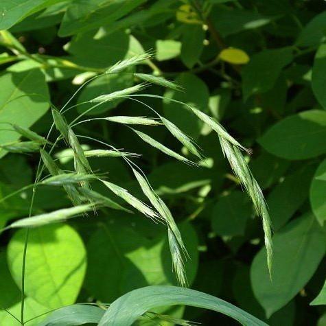 light-green spikelets with lime-green leaves and stems