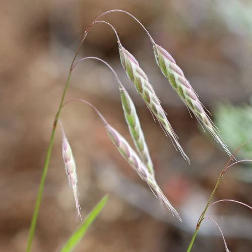 lime-pink spikelets on lime stems