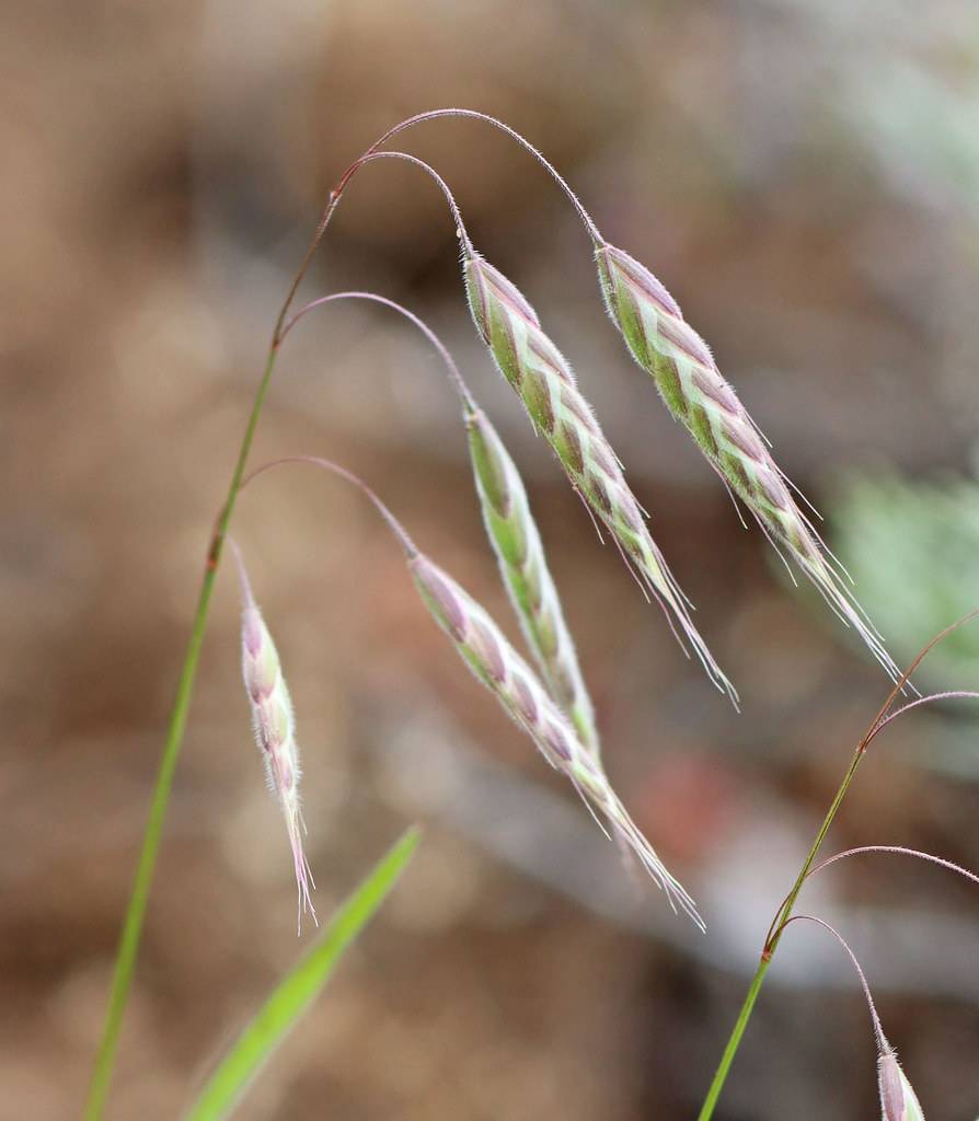 lime-pink spikelets on lime stems