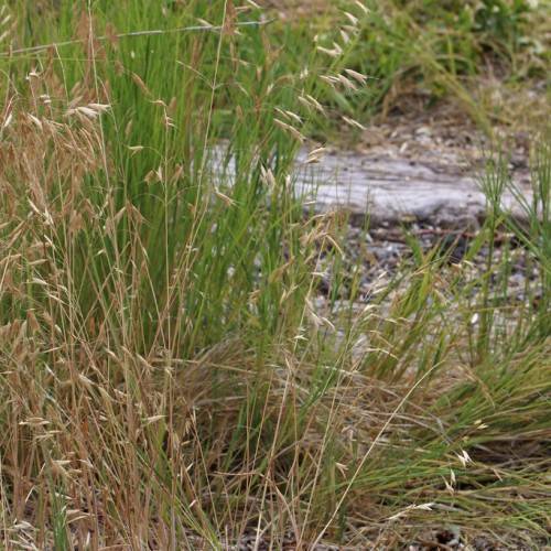 beige foliage and green-brown stems