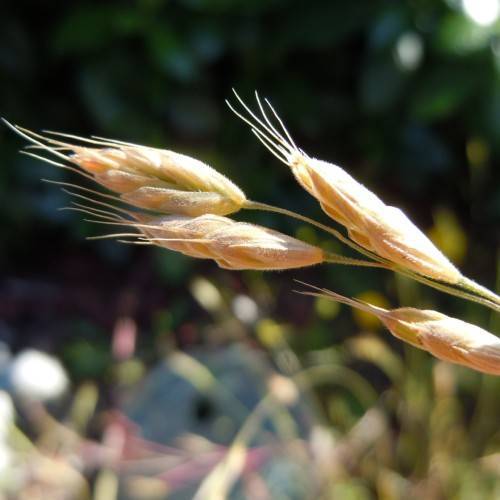 rose-gold spikelets