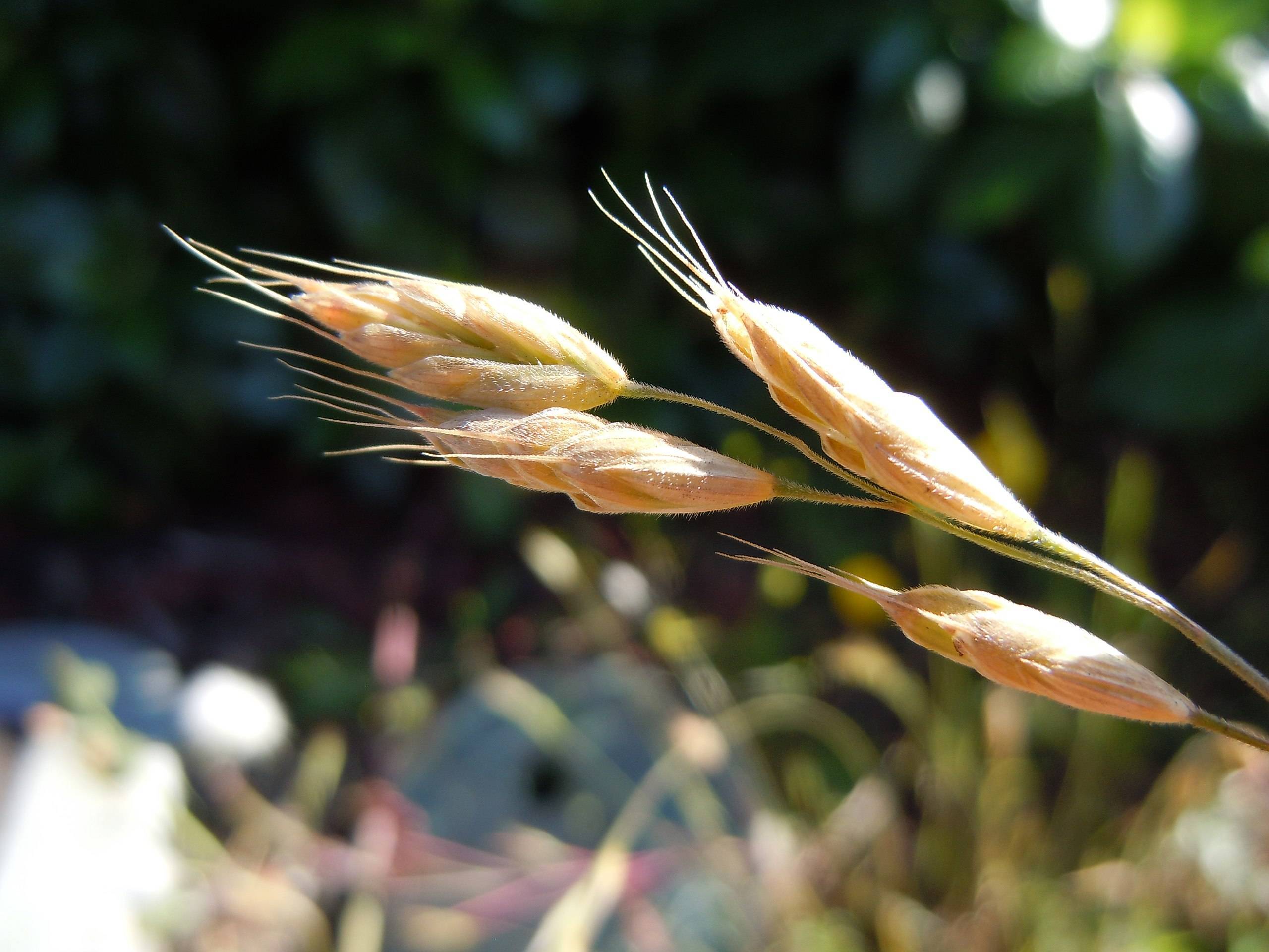 rose-gold spikelets