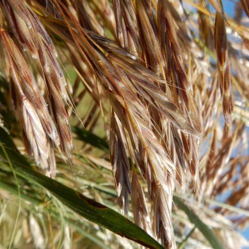 gold-brown foliage, green leaves and stems