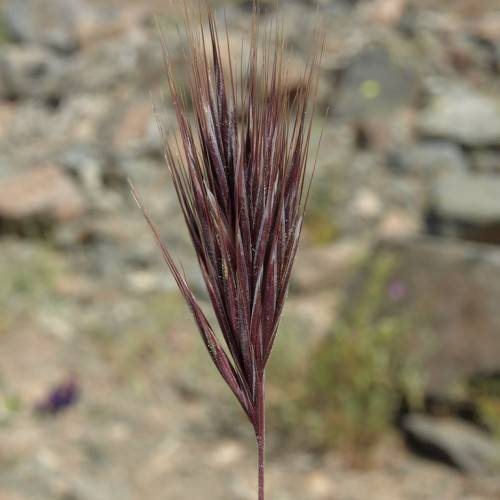 burgundy foliage and stem