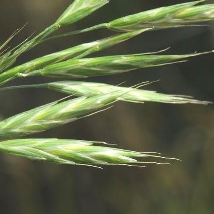 yellow-green spikelets