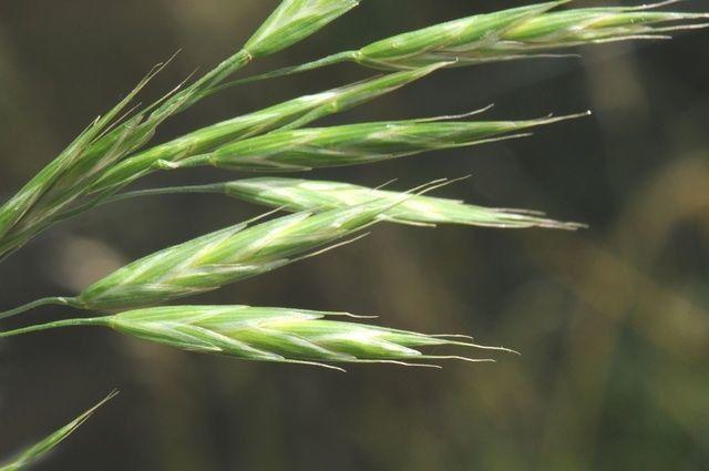 yellow-green spikelets