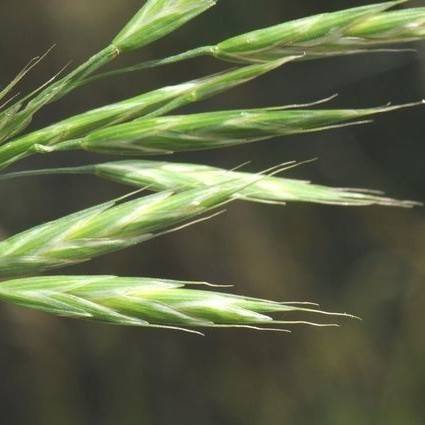 Green spikelets