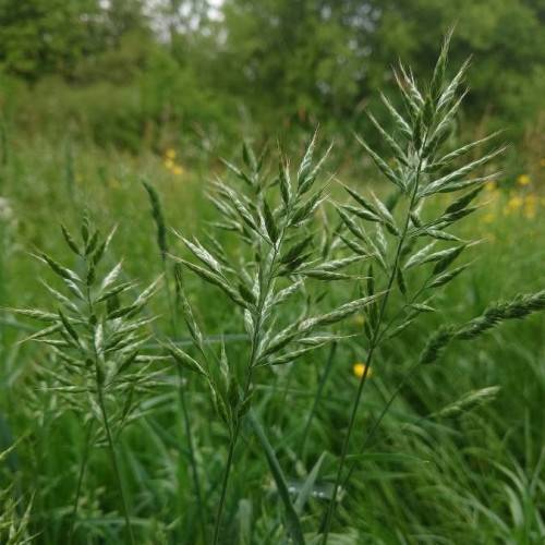 green spikelets with green leaves and stems