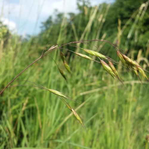 green-pink spikelets with burgundy stems