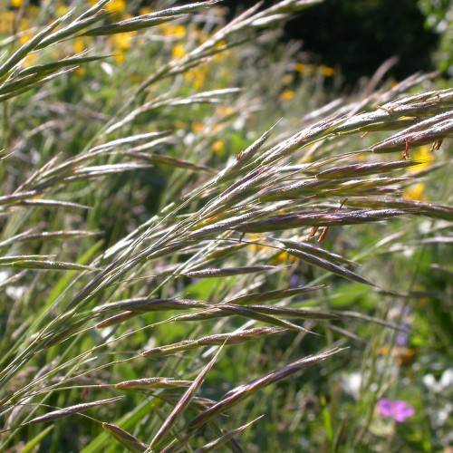 light-brown spikelets