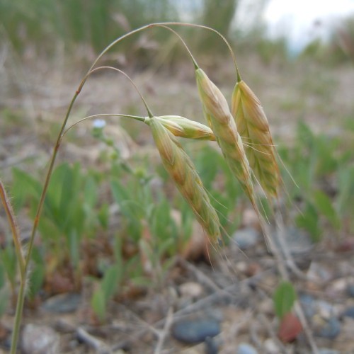 Green-beige spikelet and stem.