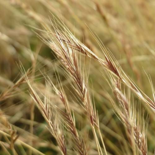 brown-beige foliage and stems