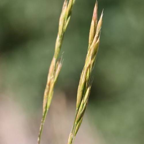 lime-gold spikelets