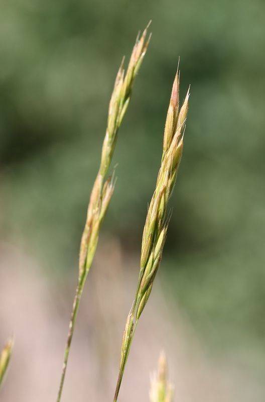 lime-gold spikelets