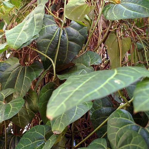 green leaves with lime veins and lime-brown stems