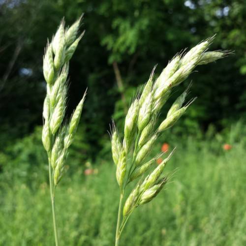 Green spikelet and stem.
